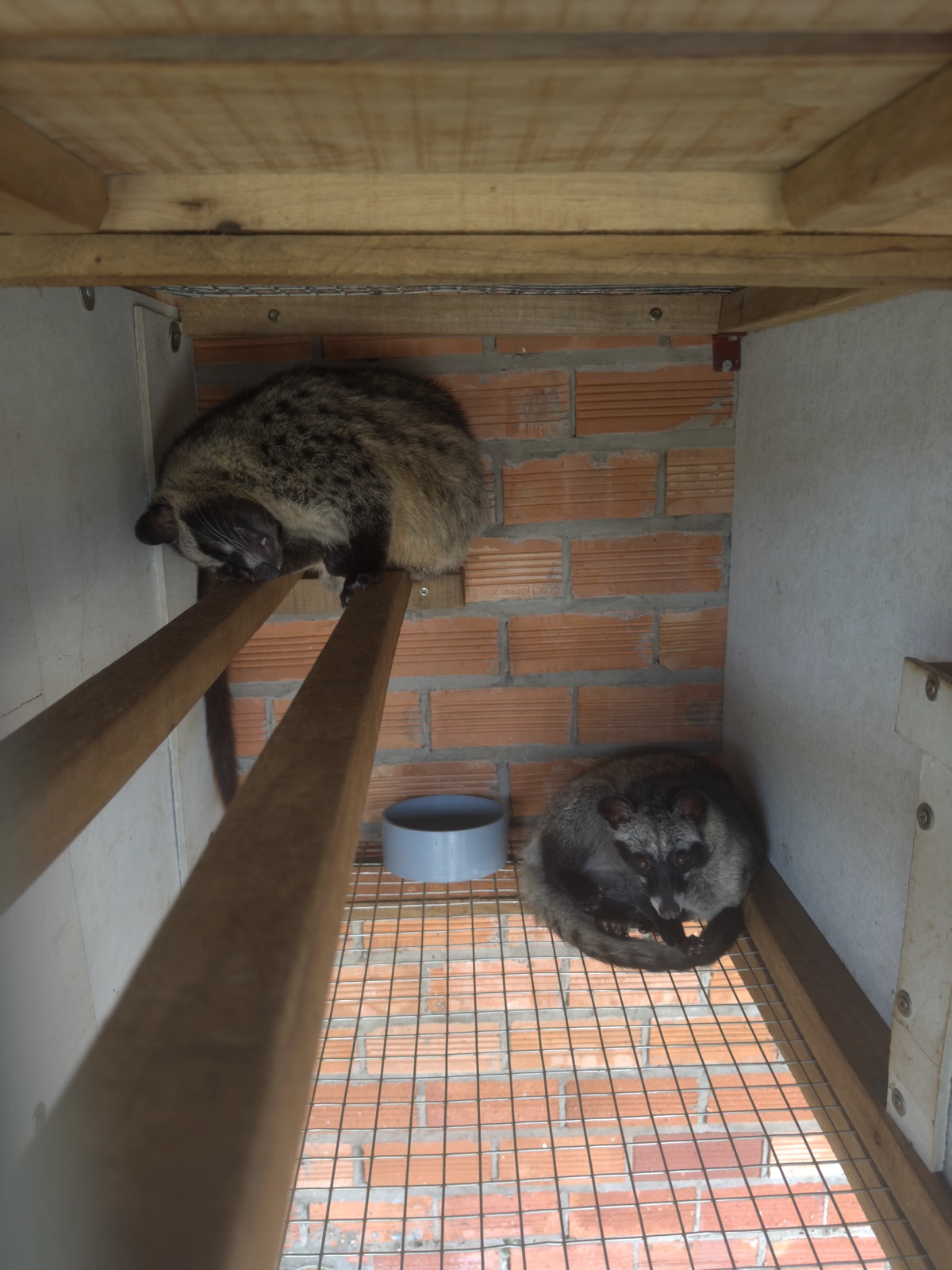 Chồn hương giống chất lượng cao - sức khỏe tốt