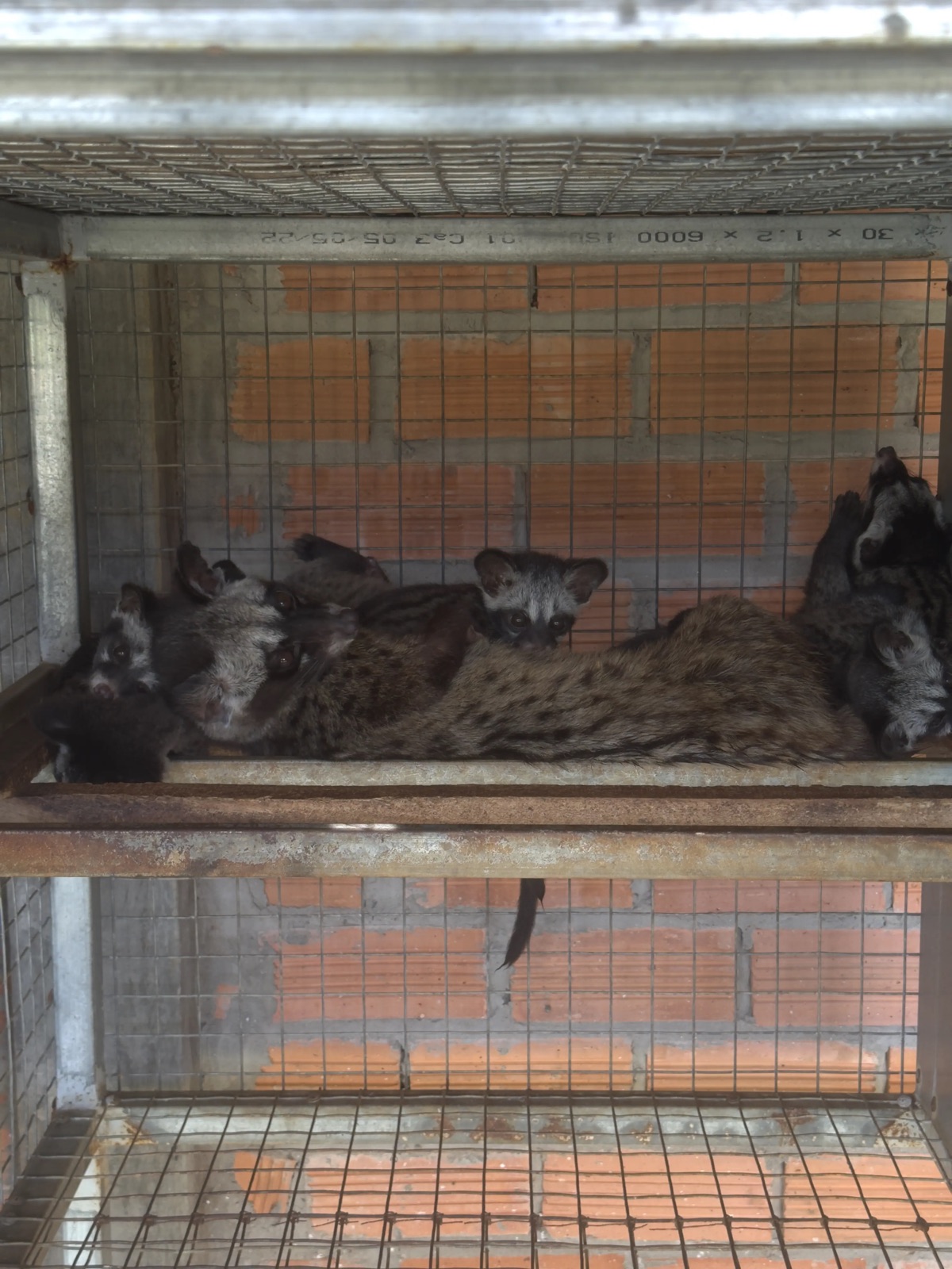 Nuôi chồn trong chuồng Tịnh Biên