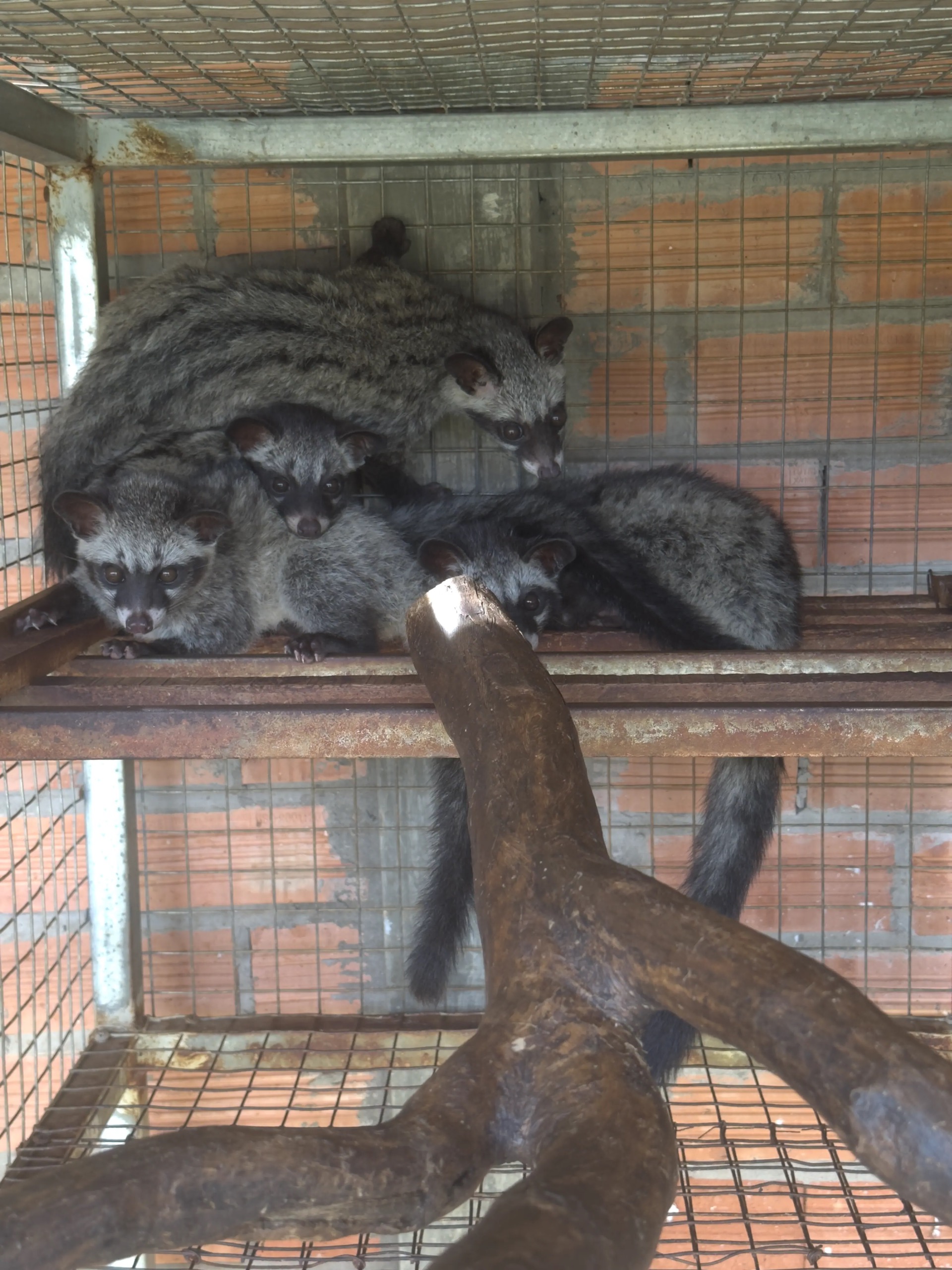 Trang trại chồn hương Thiên Thanh